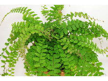 �������� ��������� ( Adiantum caudatum)