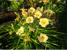 ��������