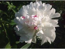 ����� �����