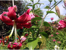 ���� ���