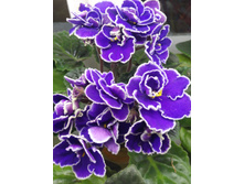 IMG 20161111 231131.jpg