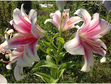 ����� ����