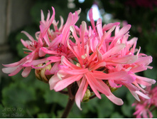 Pink Needles