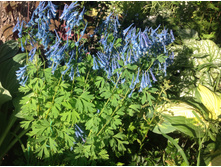 �������� �������