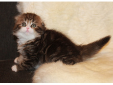 IMG 9833 ? �����.JPG