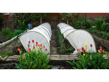 5551eced259cb catalogsnowdrop1.jpg