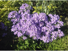 �����. ���������������� �����