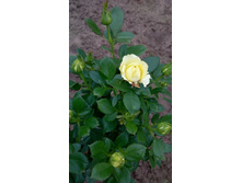 152635308-img 20160814 151836.jpg