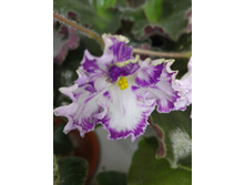 IMG 20161107 165702.jpg