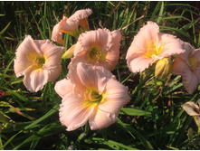 ������� ������