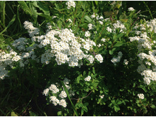 ������ ��������