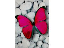 ��������� - 19�� 27�� - 617 ���.+%