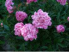 �������� (�����)