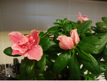 IMG 20170101 133625.jpg