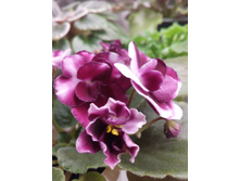 IMG 20161107 165734.jpg