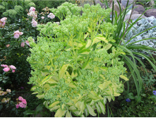 ������ ���������������