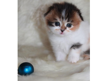 15424492 1852993224946107 622207256 n.jpg