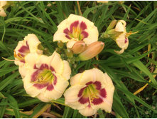 ������� �����