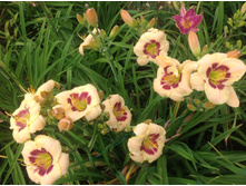 ������� �����