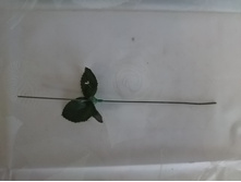 20-1823 ���� ��� ������, ������� ����, L 25 ��. 1,9�