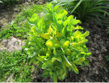 ������ ���������������