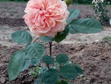 152635708-img 20160725 161119.jpg