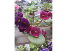 IMG 20170105 121847.jpg