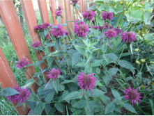 ������� ����������