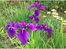 ���� ��������� ����������