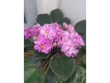 ����� (�����)