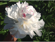 ����� �����