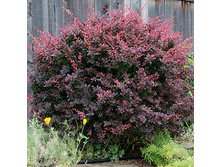 ������������*