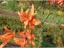 ����� �����