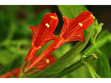 �������� lemoinei Red (���� ����) - �/� 150 ���.