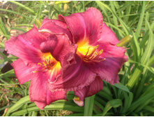 ������� ��������