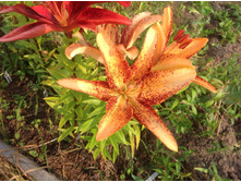 ����� ���� ����