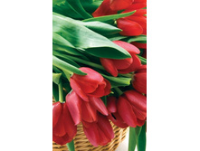 ����� ����������� ����� - M-8-29