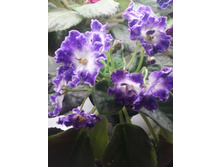 IMG 20161218 231706.jpg