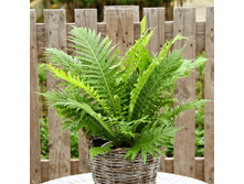 ������� (Blechnum11.jpg