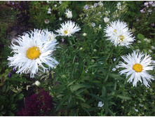 ������� �������� ���������� ����