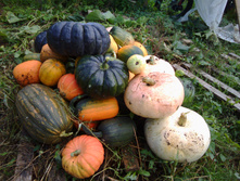 IMG 20160910 105453.jpg