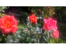 WP 20160622 09 19 34 Pro.jpg
