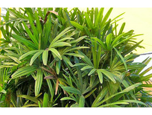 ����� ������