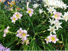 ��������  Catherine Woodbery 130�,���� 1-2��.