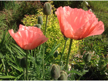 ��� ������� ����