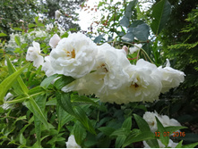 DSC02721.JPG
