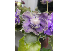 IMG 20161111 231206.jpg