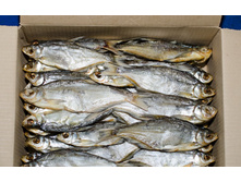 ����� (����) 130�/��