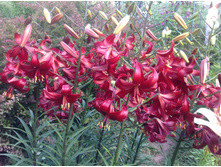 ��� ��������