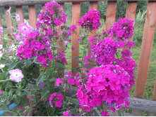 586e99ec642ab img4218.jpg